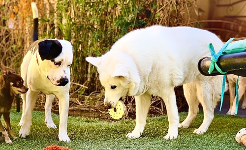 View of dogs on field