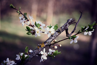 Close-up of cherry blossom tree