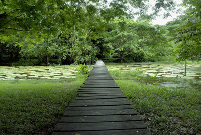 Empty footpath amidst trees in forest