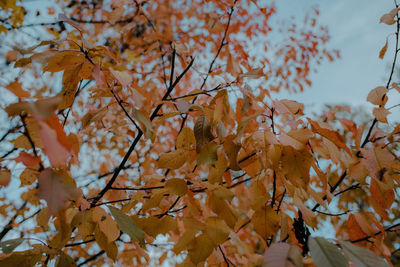 Low angle view of autumnal tree