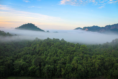 Scenic view of forest against sky