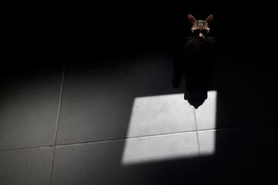 Shadow of cat standing on floor