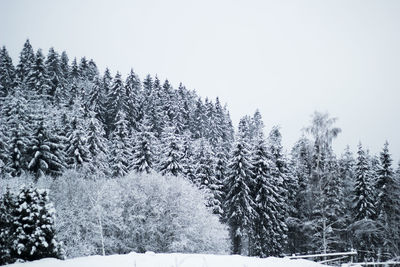Plants growing on field against clear sky