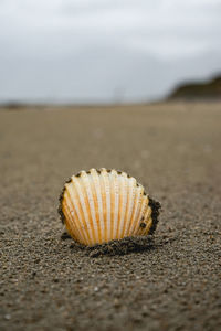 Close-up of shell on beach