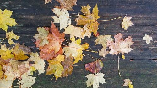 Close-up of leaves on ground