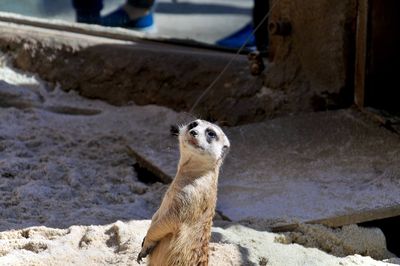 Portrait of meerkat looking away