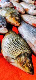 High angle view of fish for sale in market