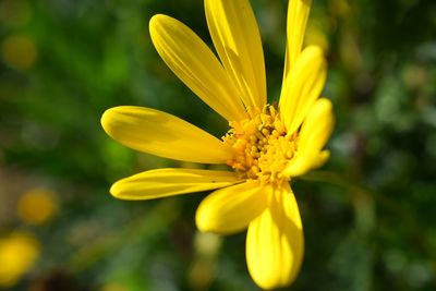 Close-up of yellow flower blooming outdoors