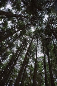 Low angle view of trees in forest