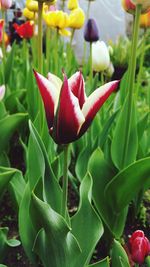 Close-up of red tulip blooming outdoors