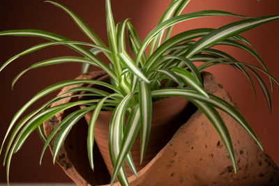Close-up of plant
