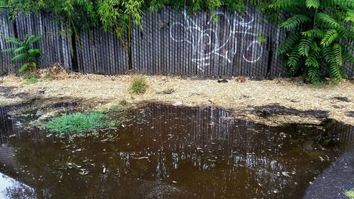 Trees in water
