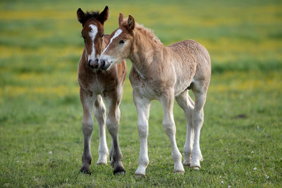 Horses in a field