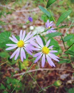 Close-up of flowers blooming on field