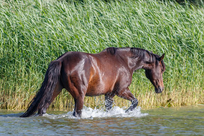 Horse standing in a grass