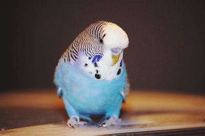 Close-up of a parrot