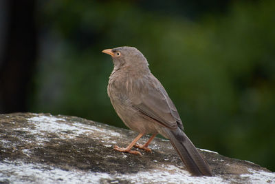 Close-up of bird perching