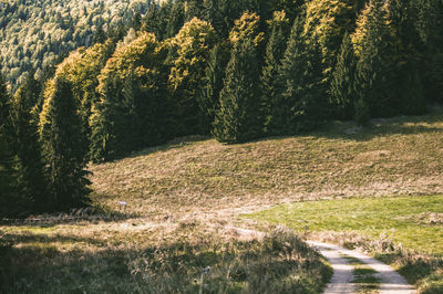 Scenic view of forest