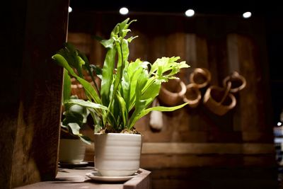 Close-up of potted plant on table