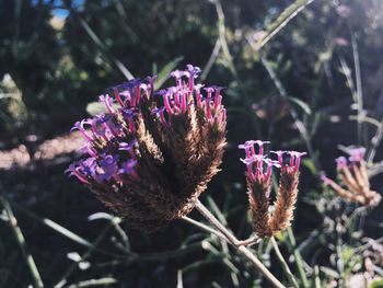 Close-up of purple thistle flowers