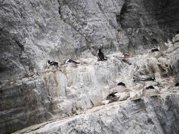 View of birds on rock