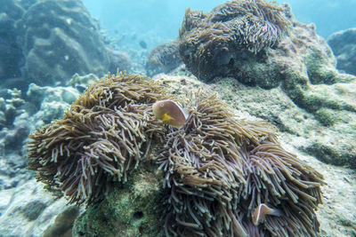 Close-up of coral in sea