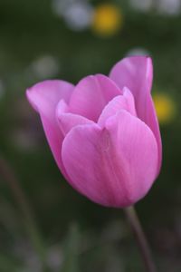 Close-up of pink crocus blooming outdoors