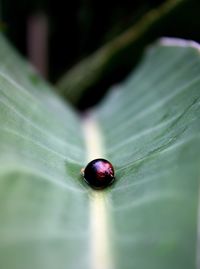 Close-up of berry fallen on leaf during rainy season