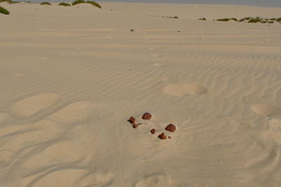 Dolls buried in sand at beach