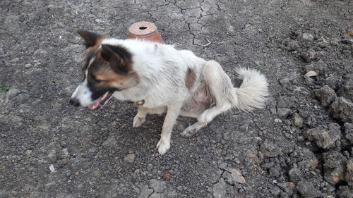 High angle view of dog standing on land