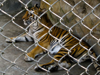 View of cat in cage at zoo