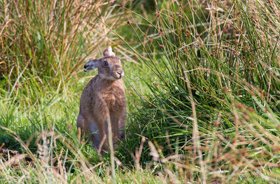 Cute brown hare in wet meadow