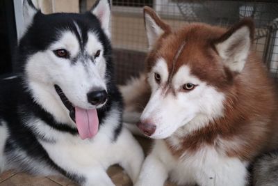 Close-up portrait of two dogs