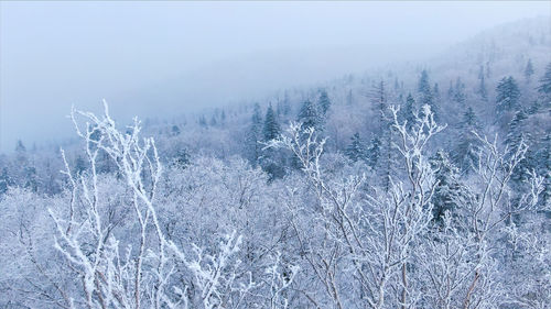 Scenic view of snow covered land