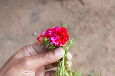 Close-up of hand holding pink flower