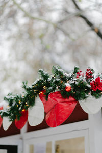 Red christmas tree on plant