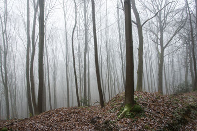 Trees in forest