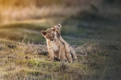 Close-up of lioness