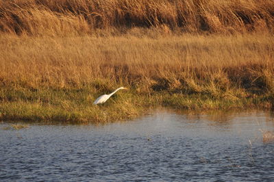 Bird flying over lake