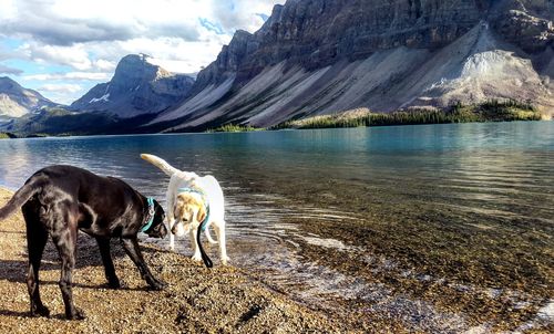 Dog standing on lakeshore
