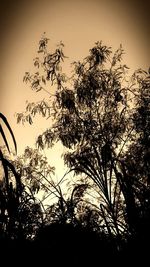 Low angle view of silhouette trees against sky