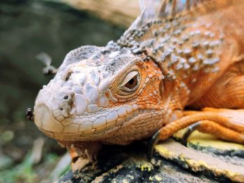 Close-up of lizard