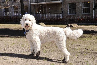 Portrait of dog standing outdoors