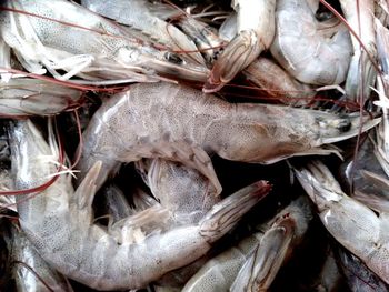 Close-up of fish for sale at market