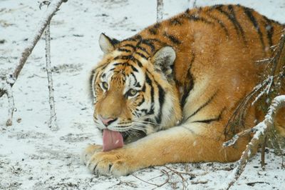 Cat resting in the zoo