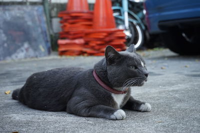 Close-up of cat sitting on street