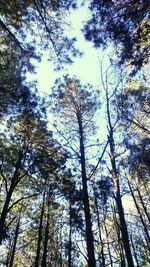 Low angle view of trees against sky