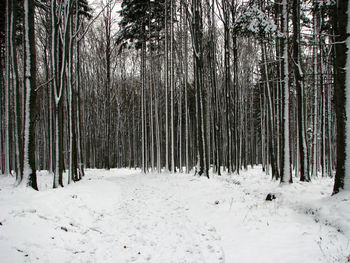 Snow covered trees in forest