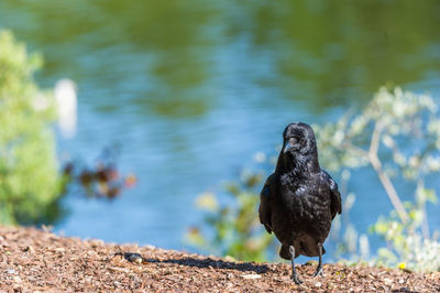 Bird perching on lakeside