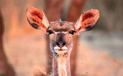 Close-up of female kudu